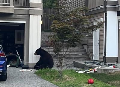 Injured B.C. bear put down after being fed watermelon: RCMP